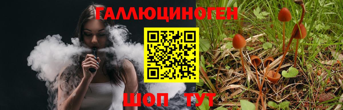 Псилоцибиновые грибы Psilocybe  Чернушка 